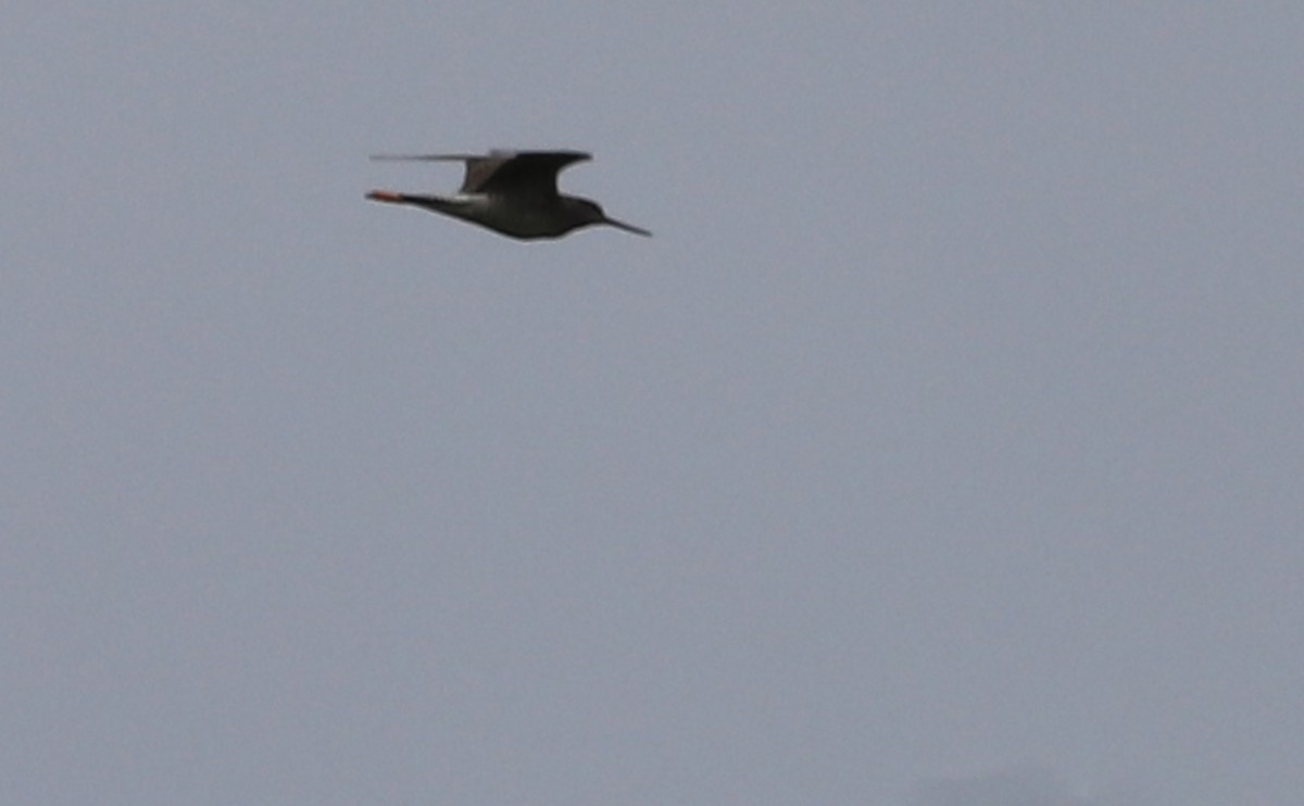 Greater Yellowlegs - ML620278683