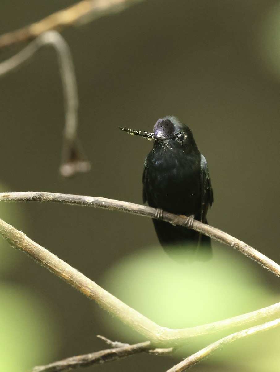 Blue-fronted Lancebill - ML620278692