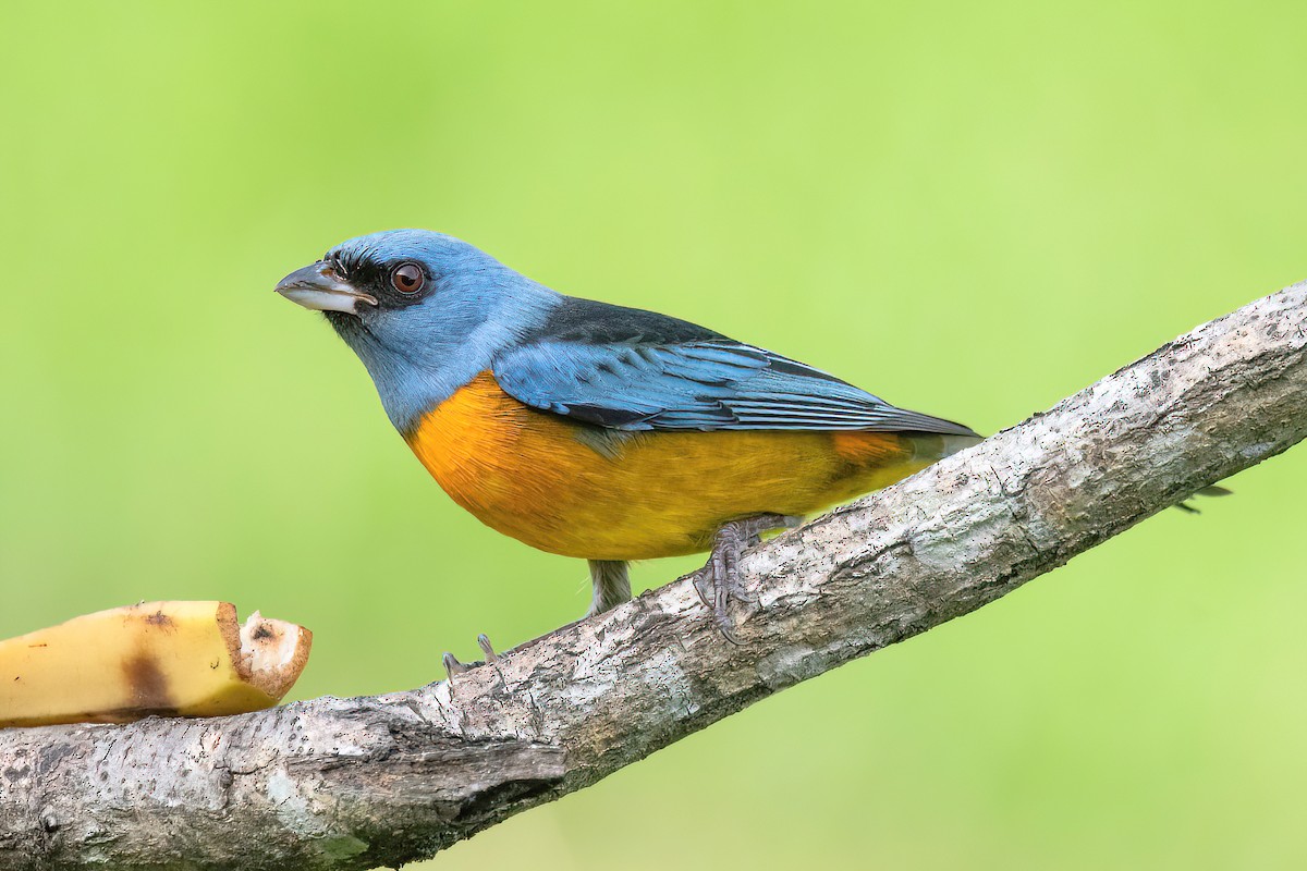 Blue-and-yellow Tanager - ML620278698