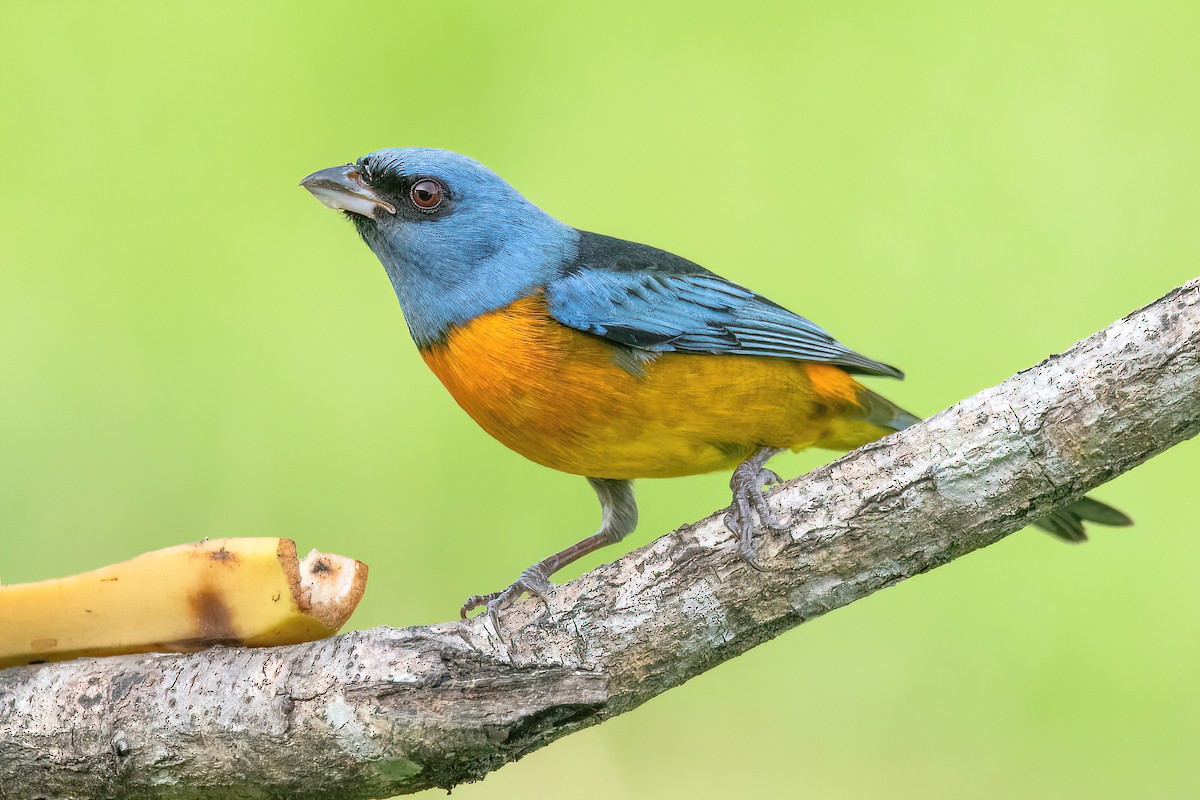 Blue-and-yellow Tanager - ML620278700