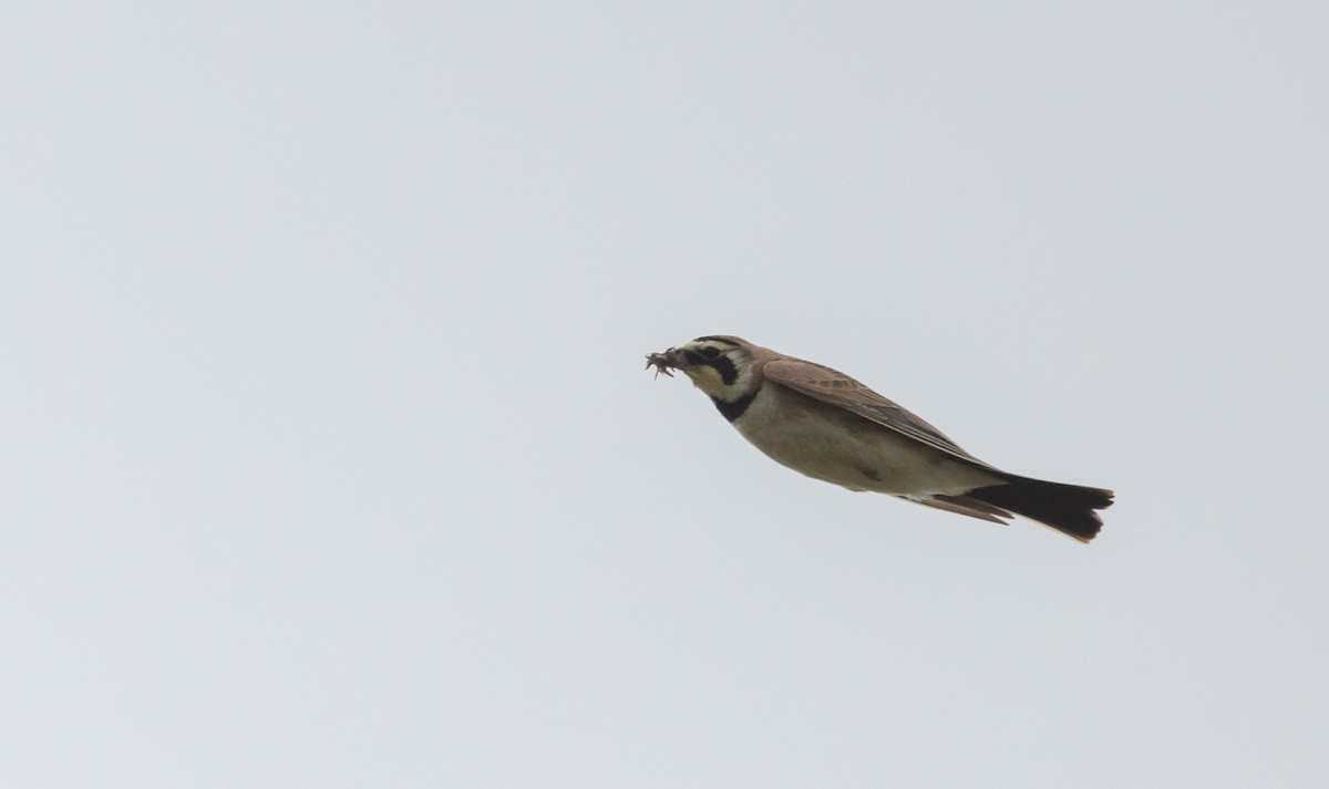 Horned Lark - ML620278704