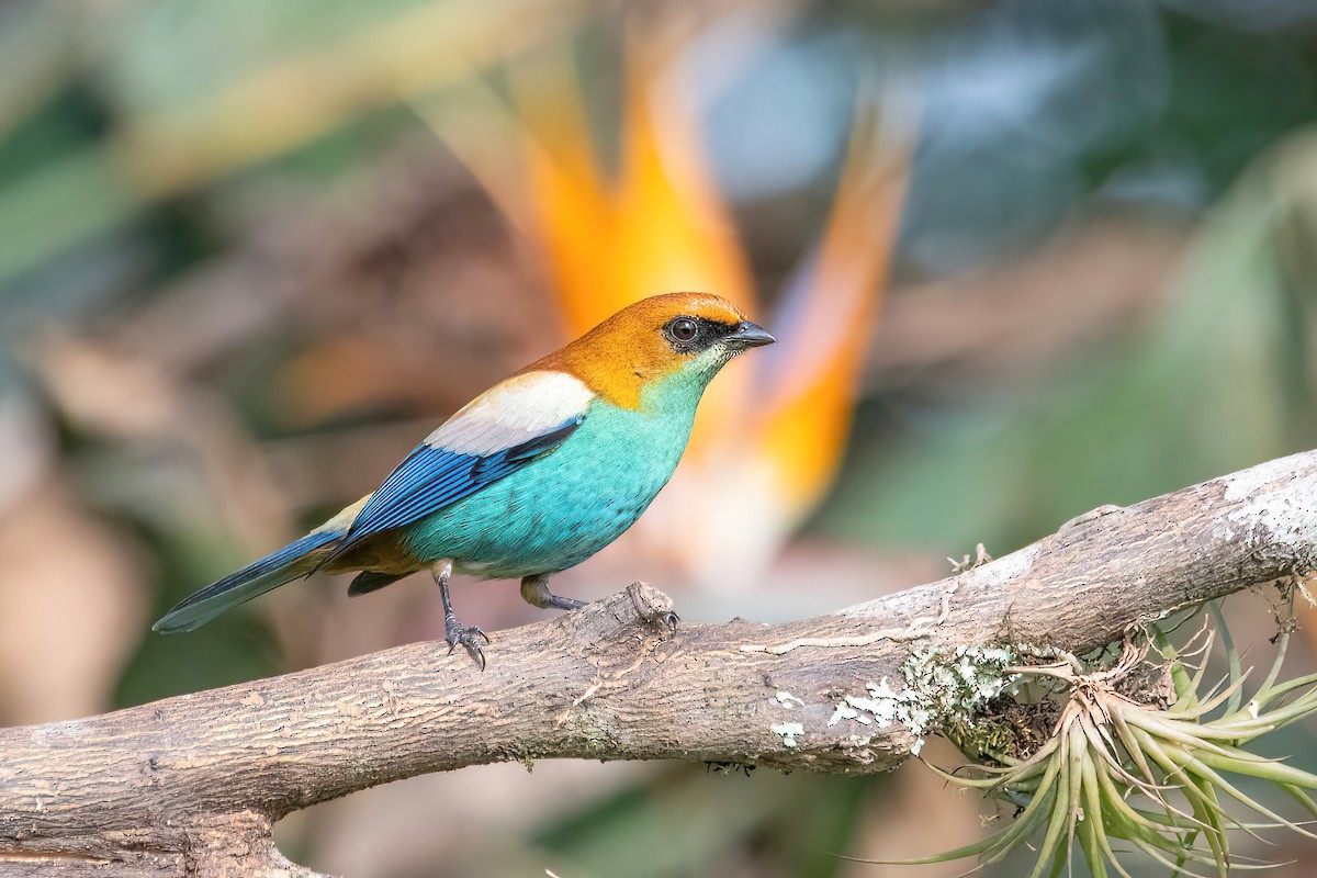 Chestnut-backed Tanager - ML620278707