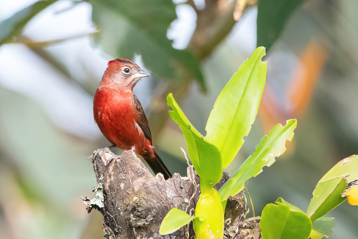 Red-crested Finch - ML620278709