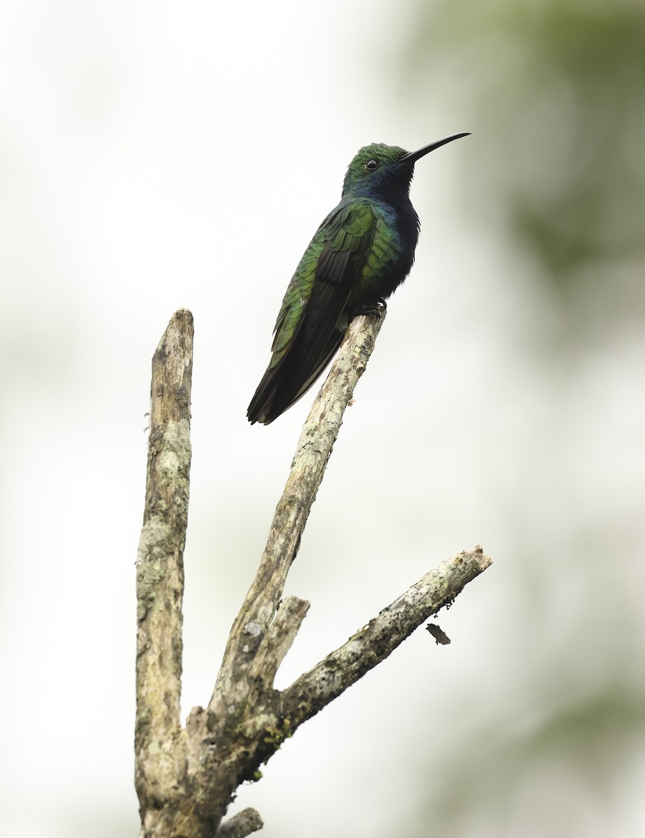 Black-throated Mango (Black-throated) - ML620278710