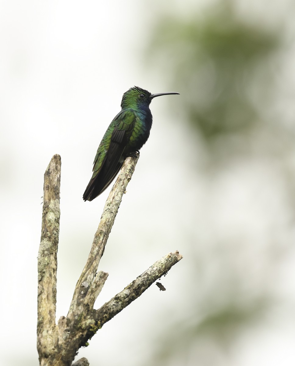 Black-throated Mango (Black-throated) - ML620278711