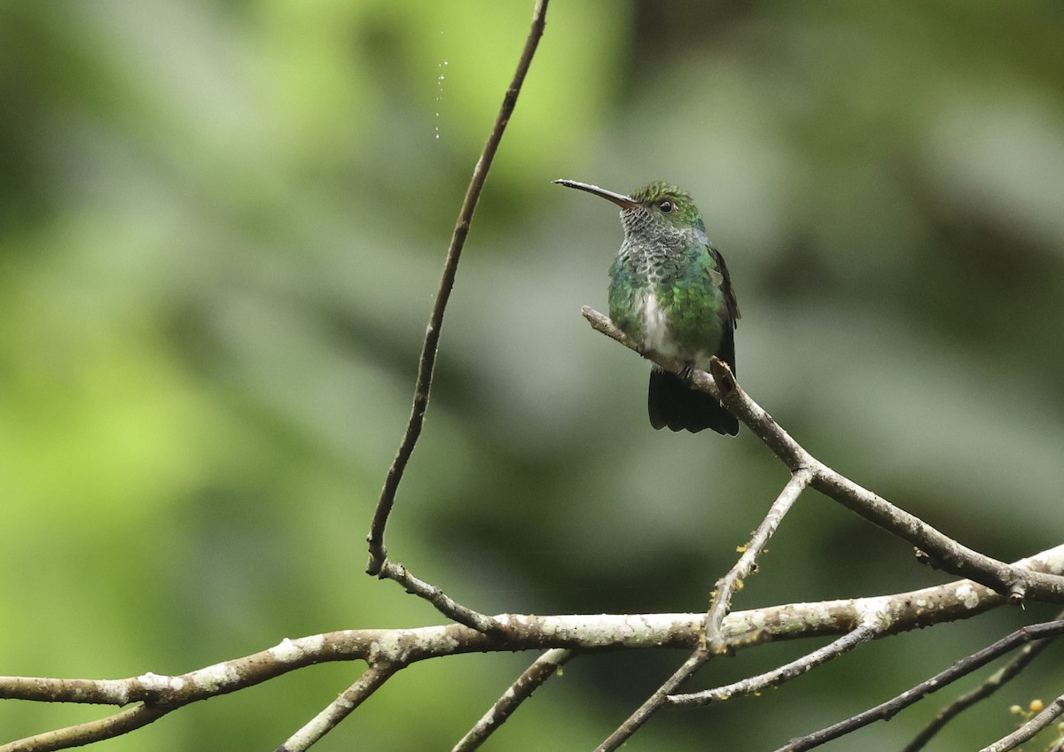 Glittering-throated Emerald - ML620278722