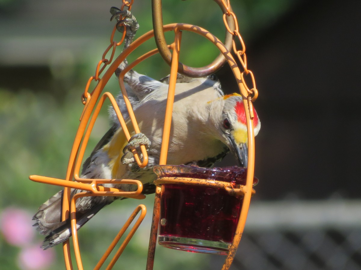 Golden-fronted Woodpecker - ML620278728