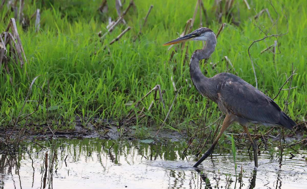 Great Blue Heron (Great Blue) - ML620278736