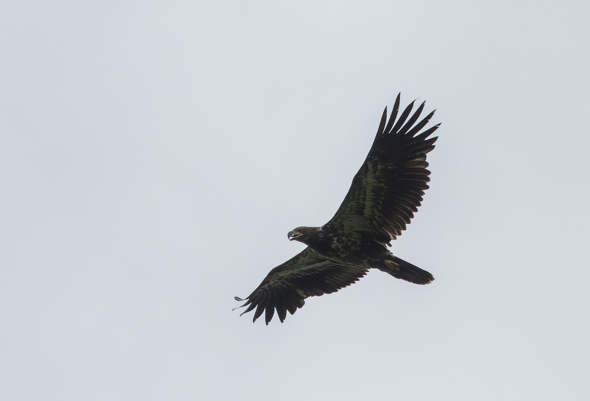 Bald Eagle - ML620278747