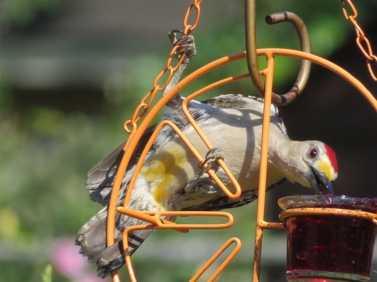 Golden-fronted Woodpecker - ML620278749