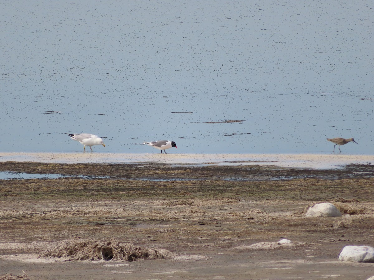 Franklin's Gull - ML620278751