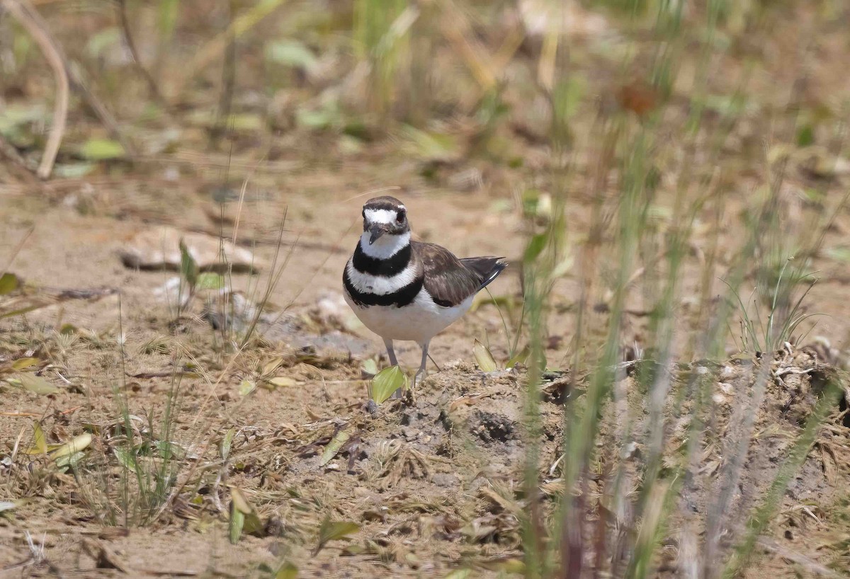 Killdeer - ML620278752