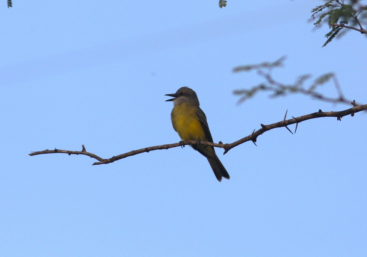 Tropical Kingbird - ML620278755