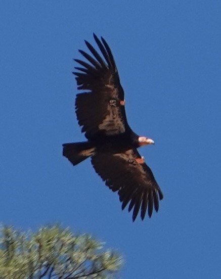 California Condor - ML620278756