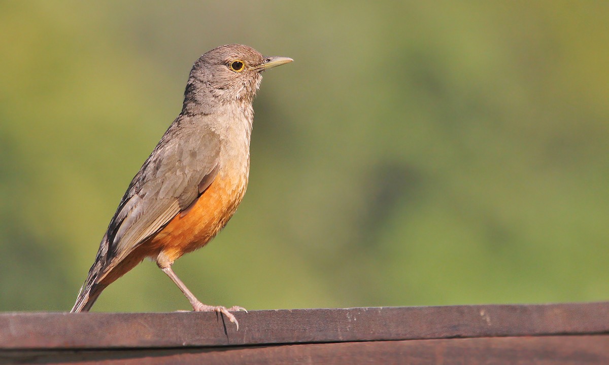 Rufous-bellied Thrush - ML620278759