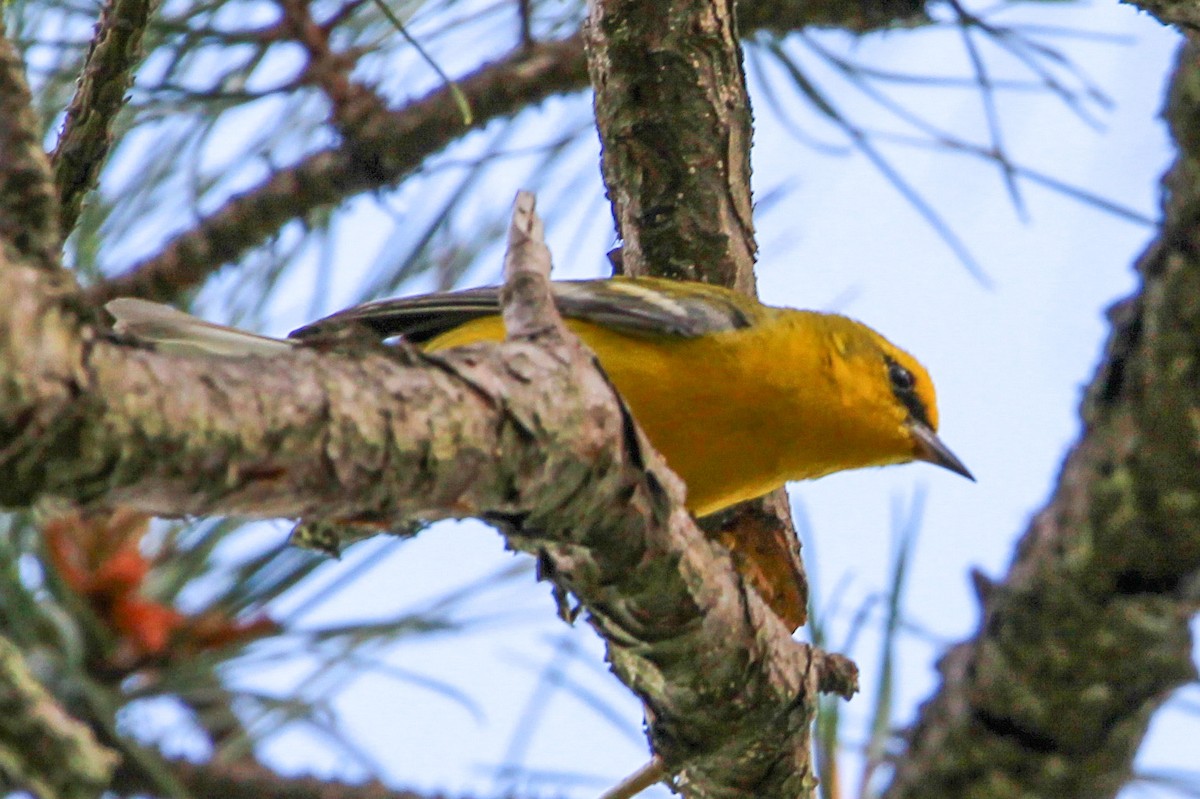 Blue-winged Warbler - ML620278764