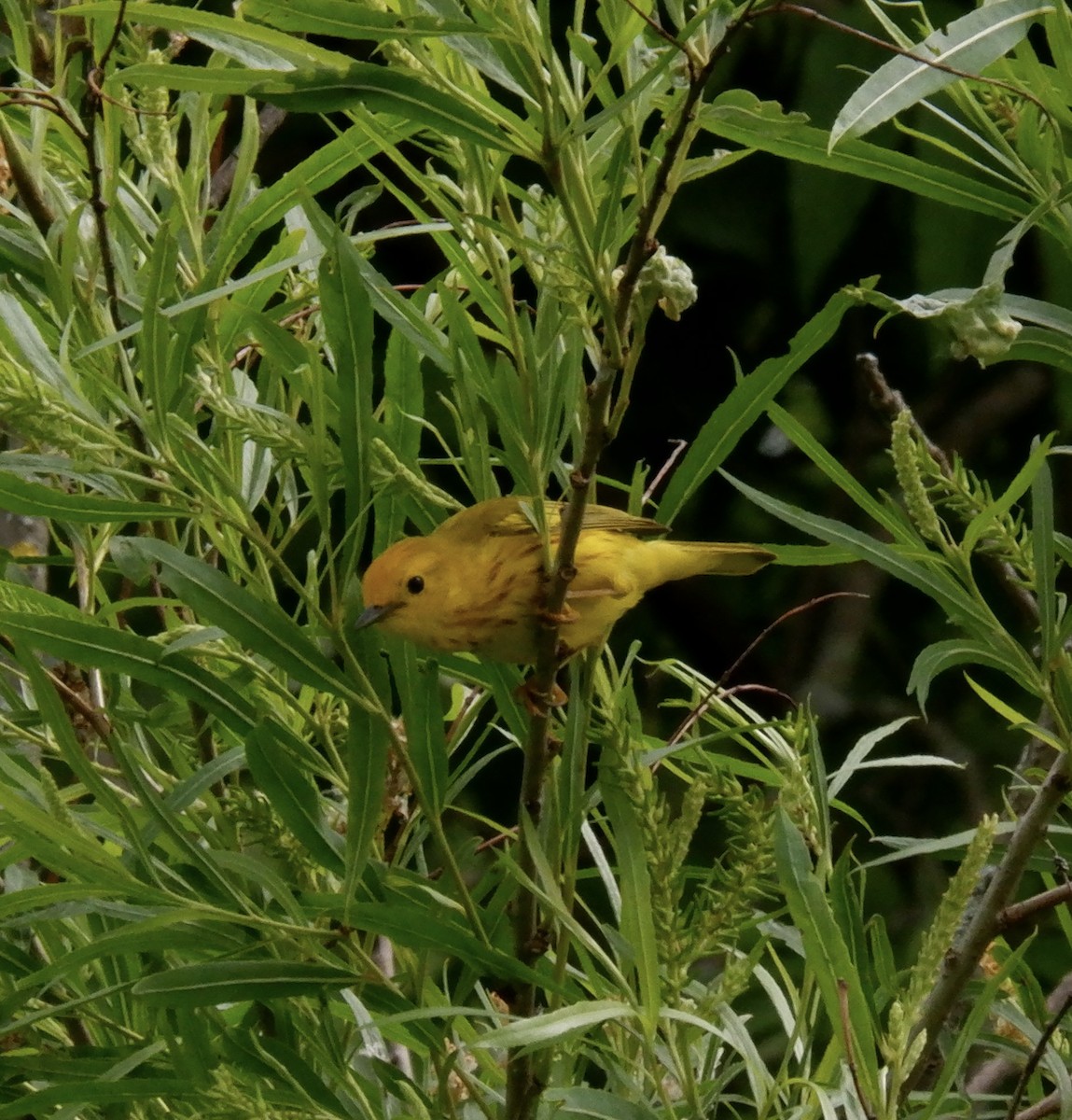 Paruline jaune - ML620278766