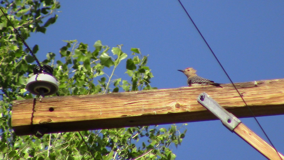 Gila Woodpecker - ML620278767