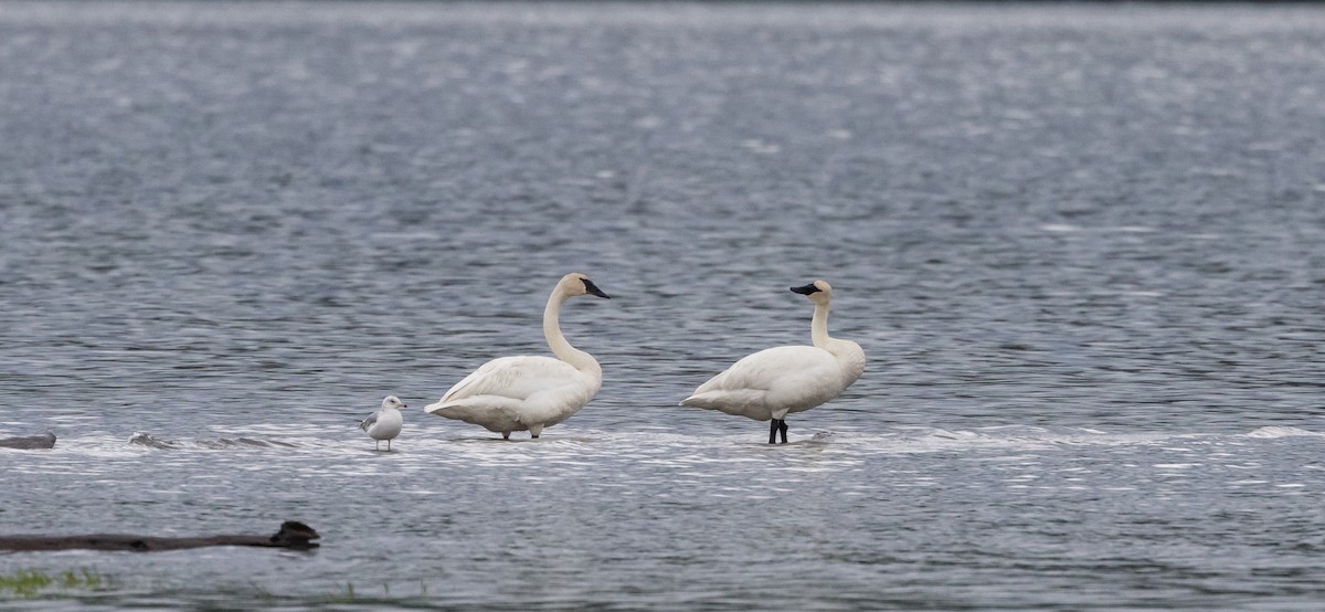 Cisne Trompetero - ML620278770