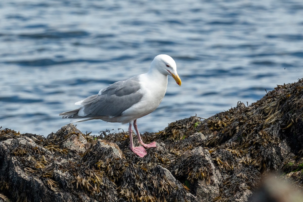 Glaucous-winged Gull - ML620278773