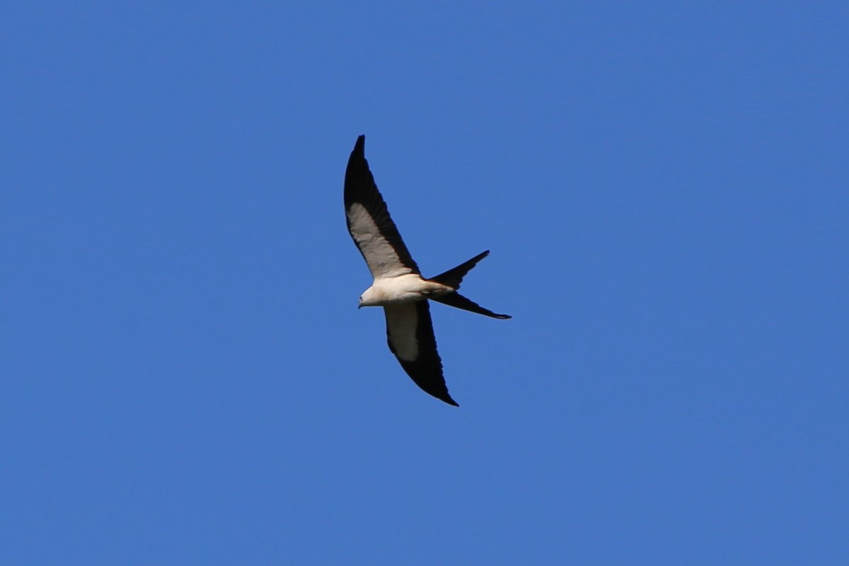 Swallow-tailed Kite - ML620278774