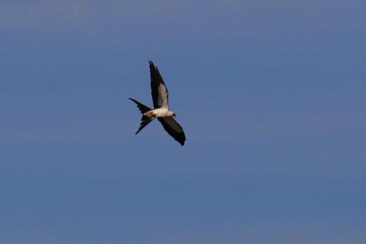 Swallow-tailed Kite - ML620278775