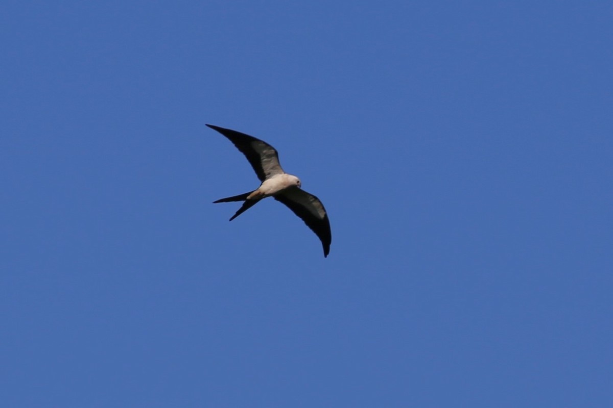 Swallow-tailed Kite - ML620278776