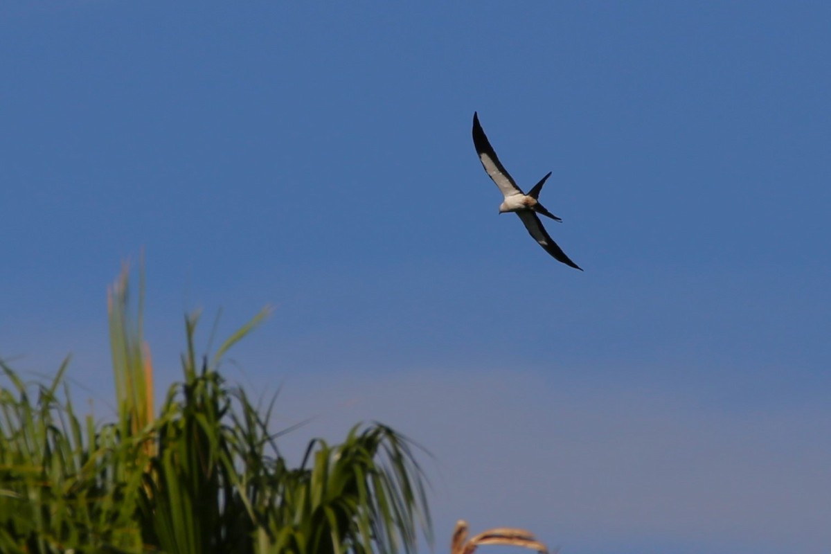 Swallow-tailed Kite - ML620278777
