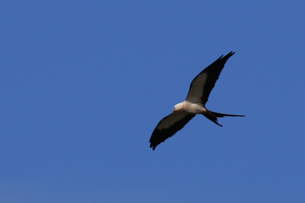 Swallow-tailed Kite - ML620278778