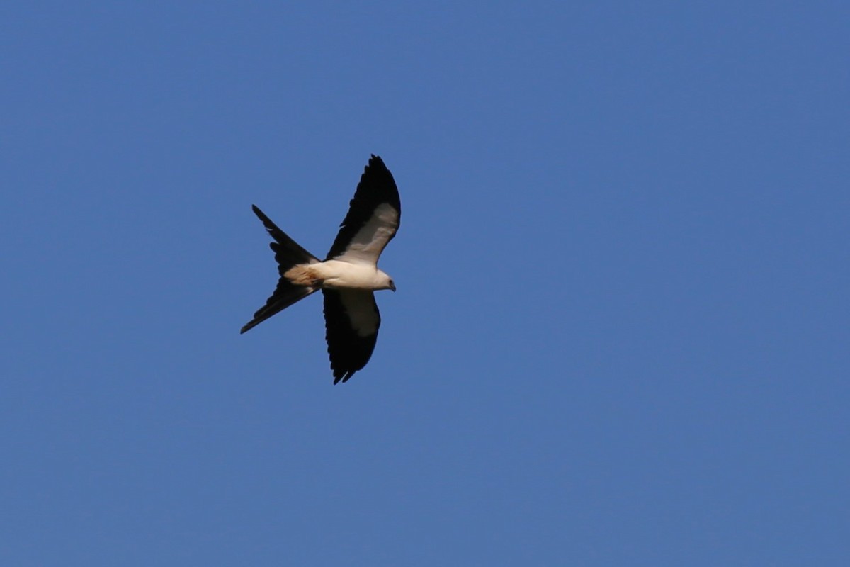 Swallow-tailed Kite - ML620278779