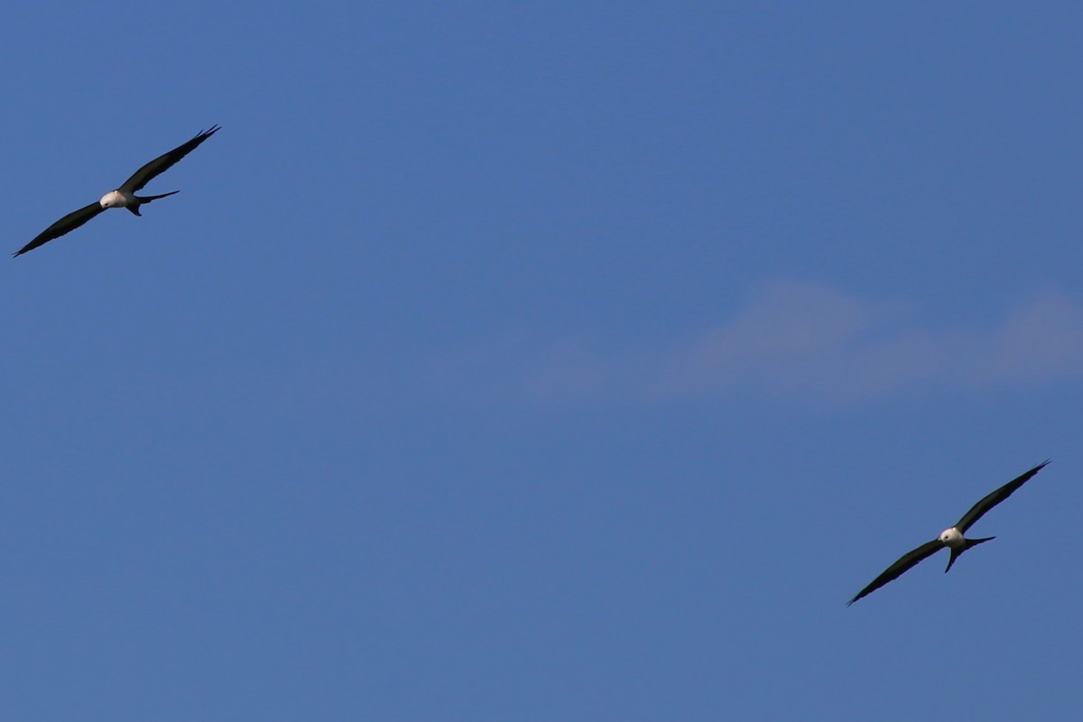 Swallow-tailed Kite - ML620278780