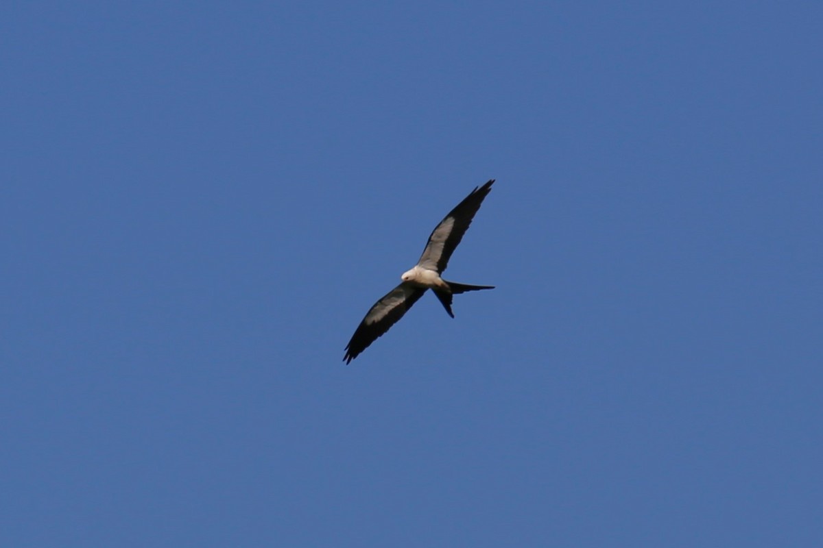 Swallow-tailed Kite - ML620278782