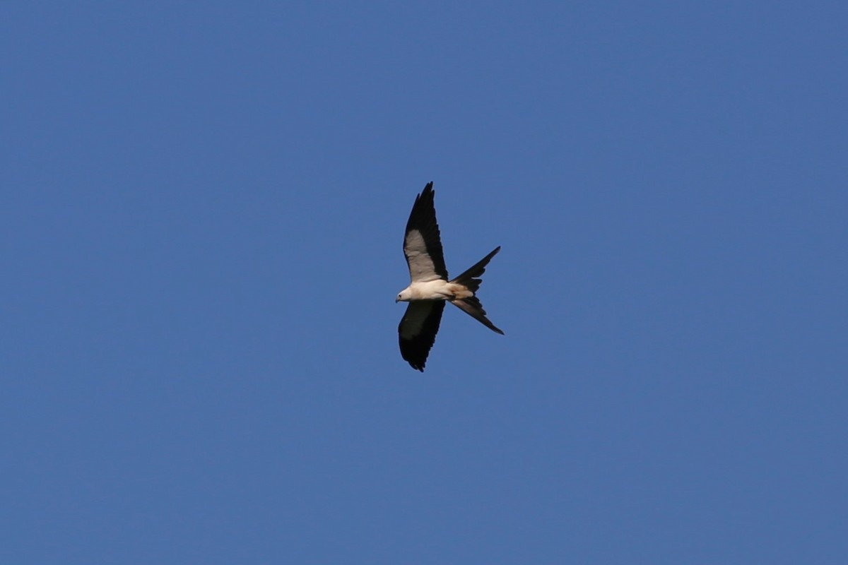 Swallow-tailed Kite - ML620278783