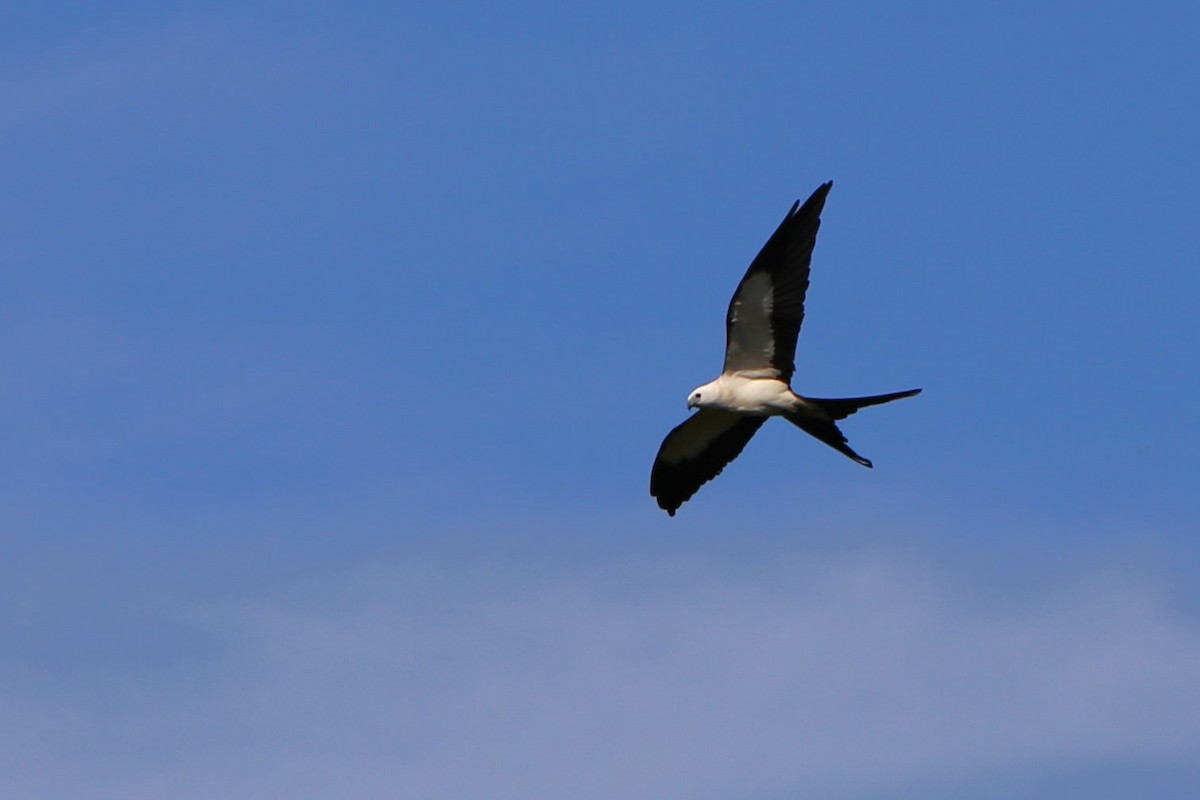 Swallow-tailed Kite - ML620278784