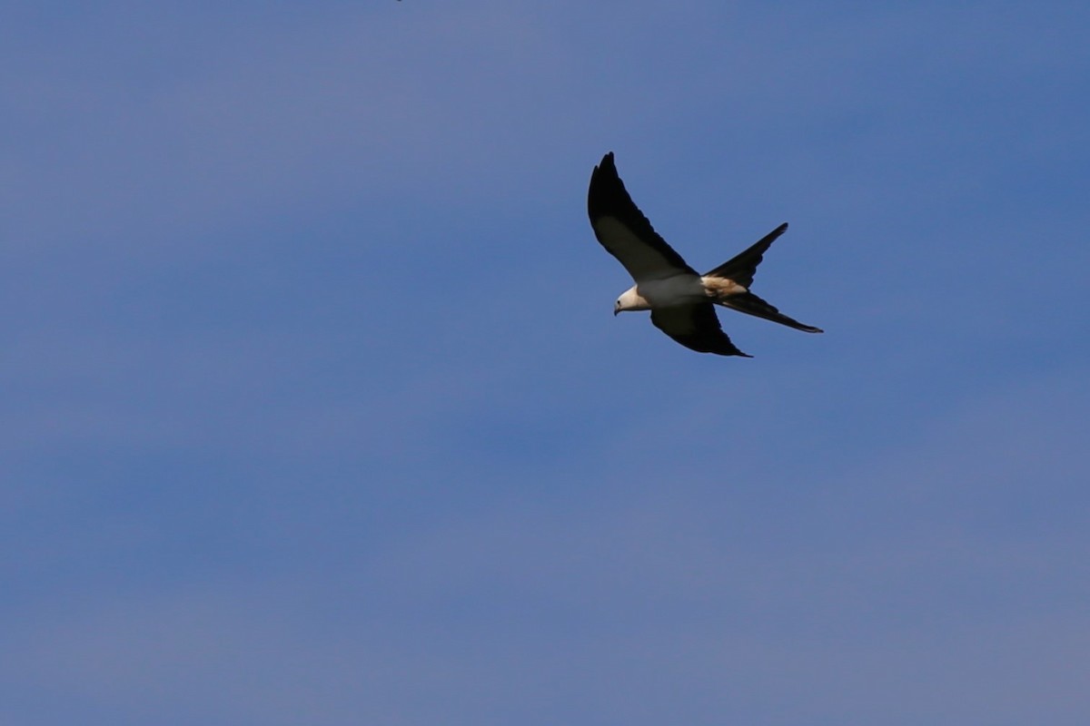 Swallow-tailed Kite - ML620278785