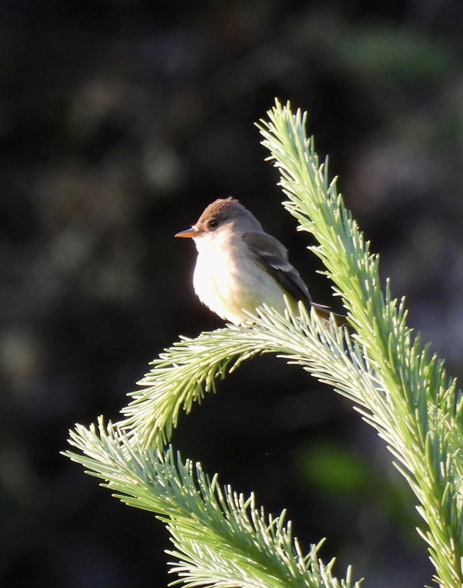 Willow Flycatcher - Vickie Buck