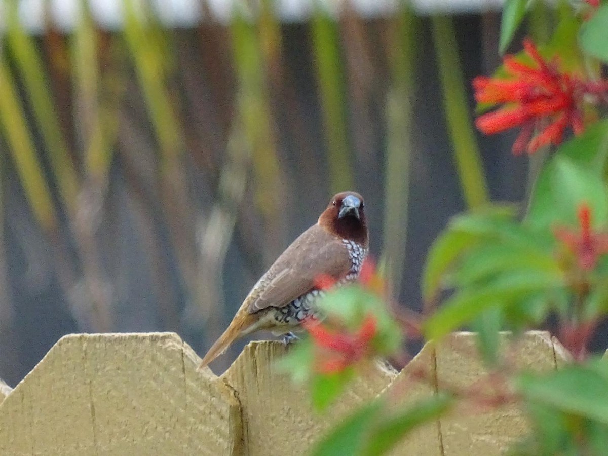 Scaly-breasted Munia - ML620278803