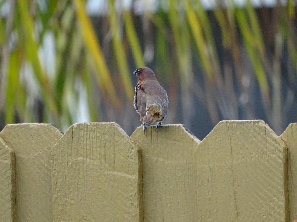 Scaly-breasted Munia - ML620278805