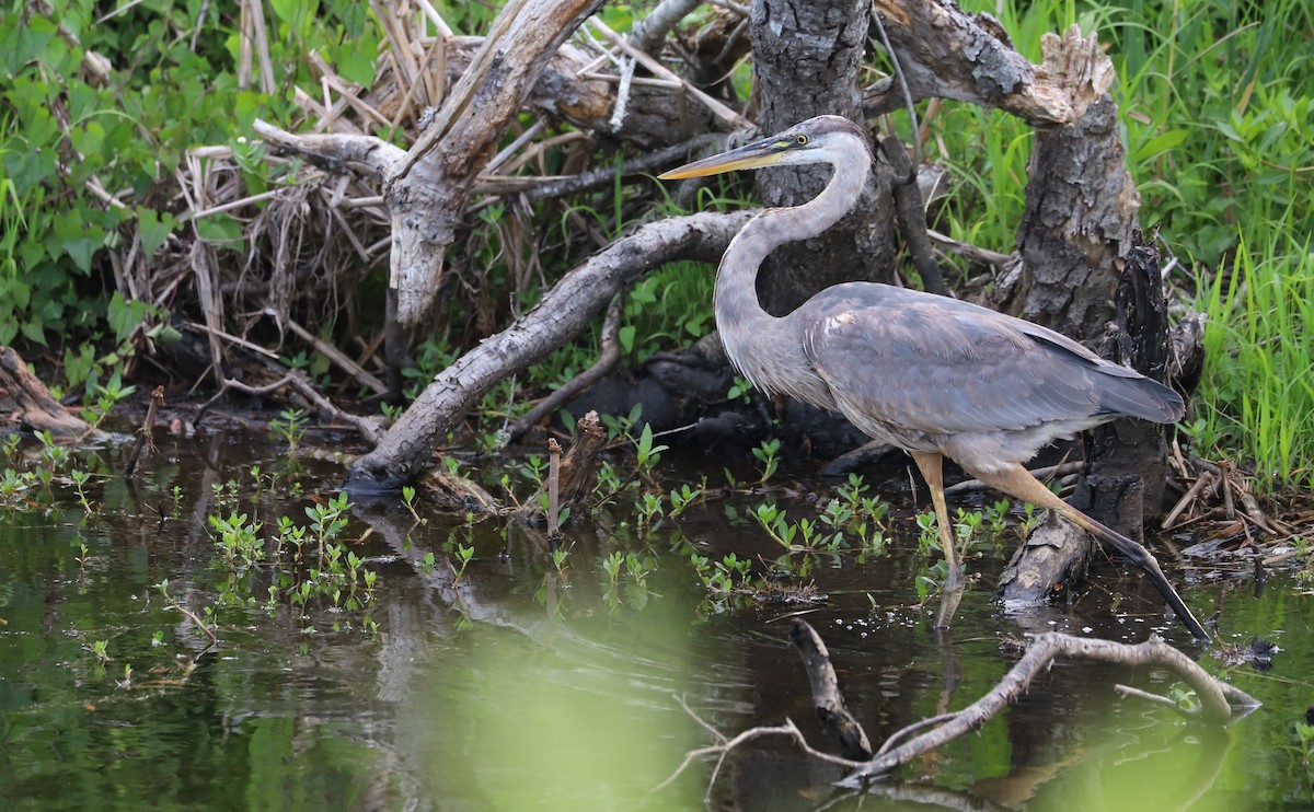 Great Blue Heron (Great Blue) - ML620278812