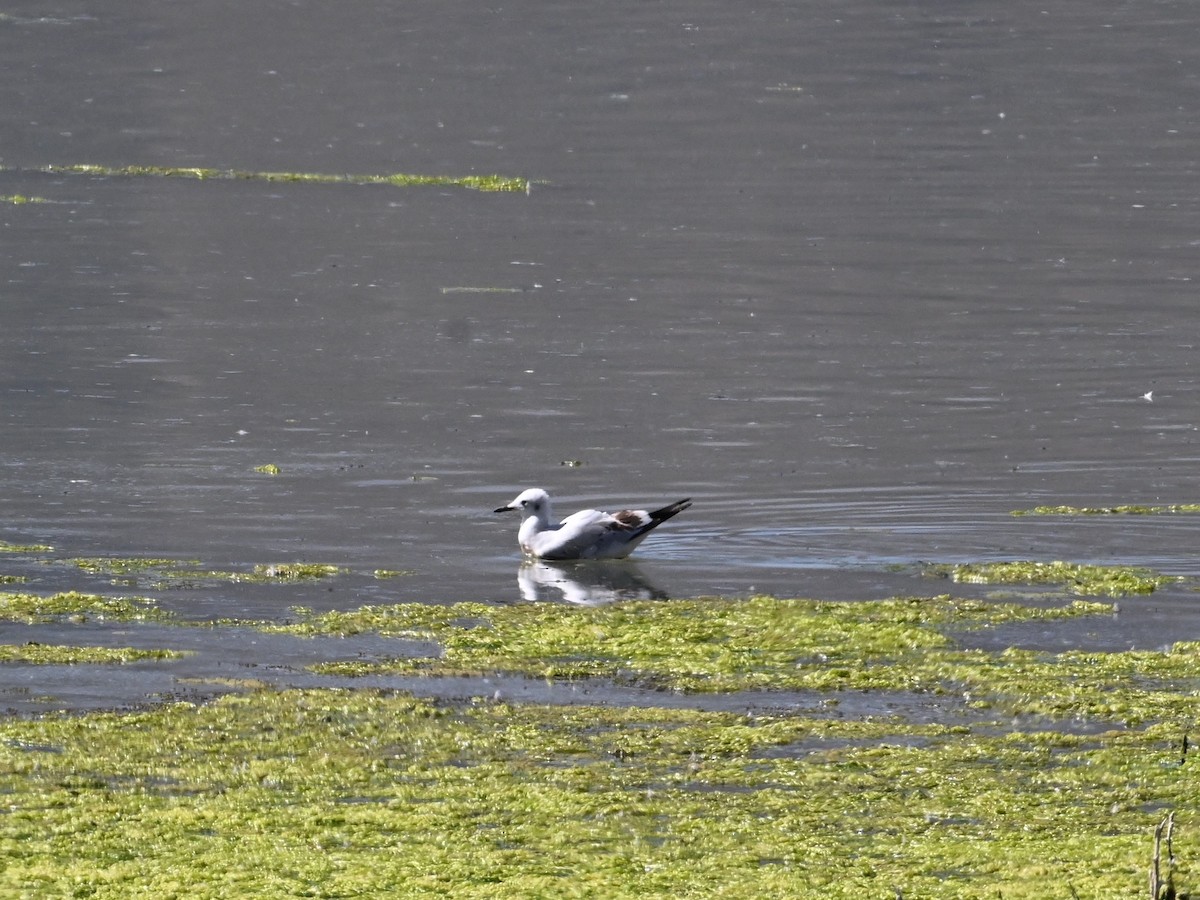 Andean Gull - Laurence Habenicht