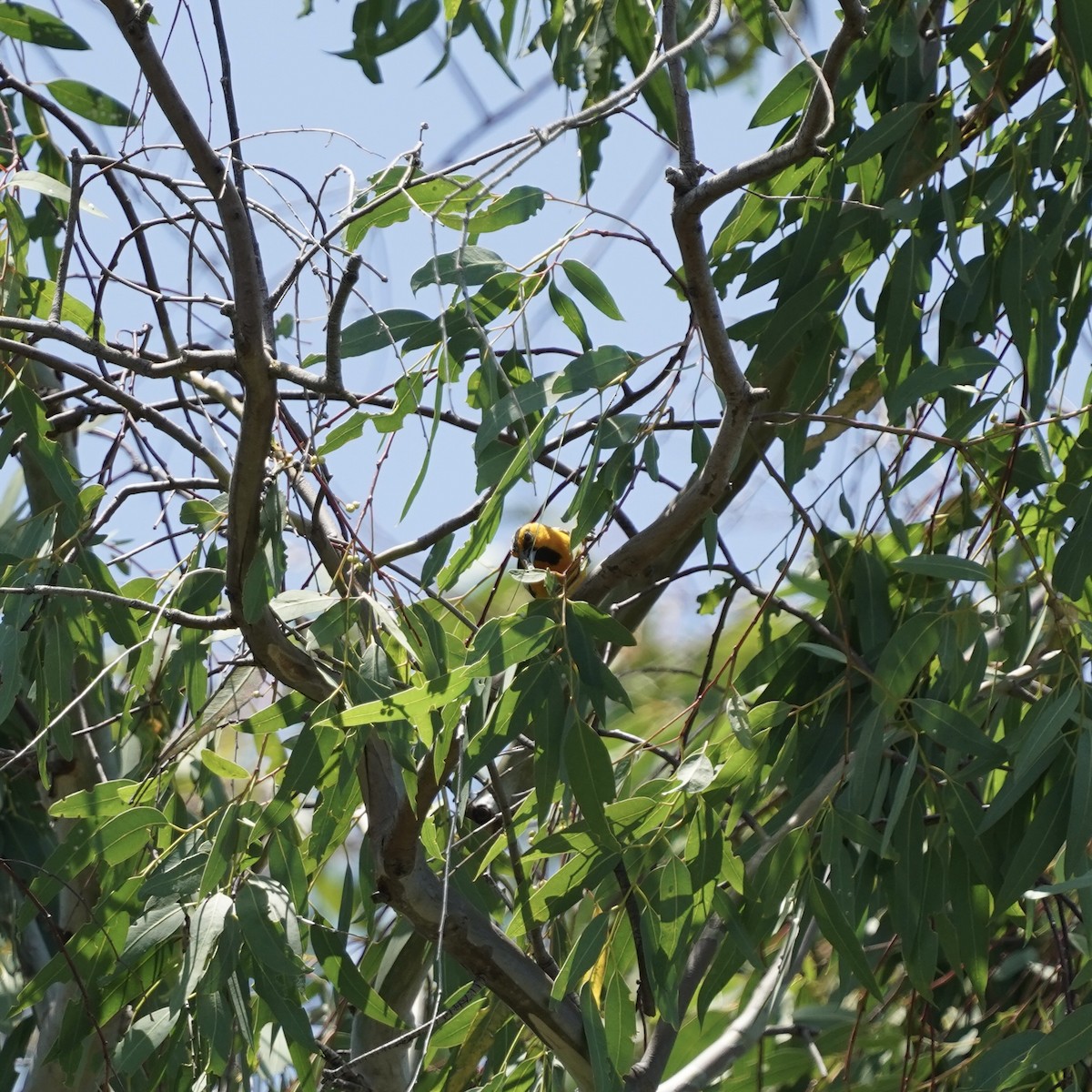 Bullock's Oriole - ML620278818