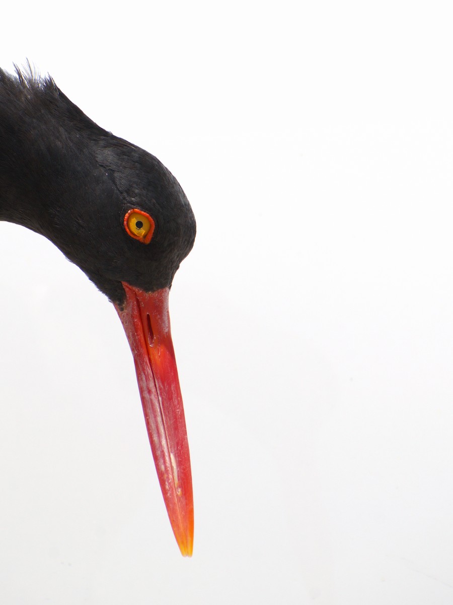 American Oystercatcher - ML620278822