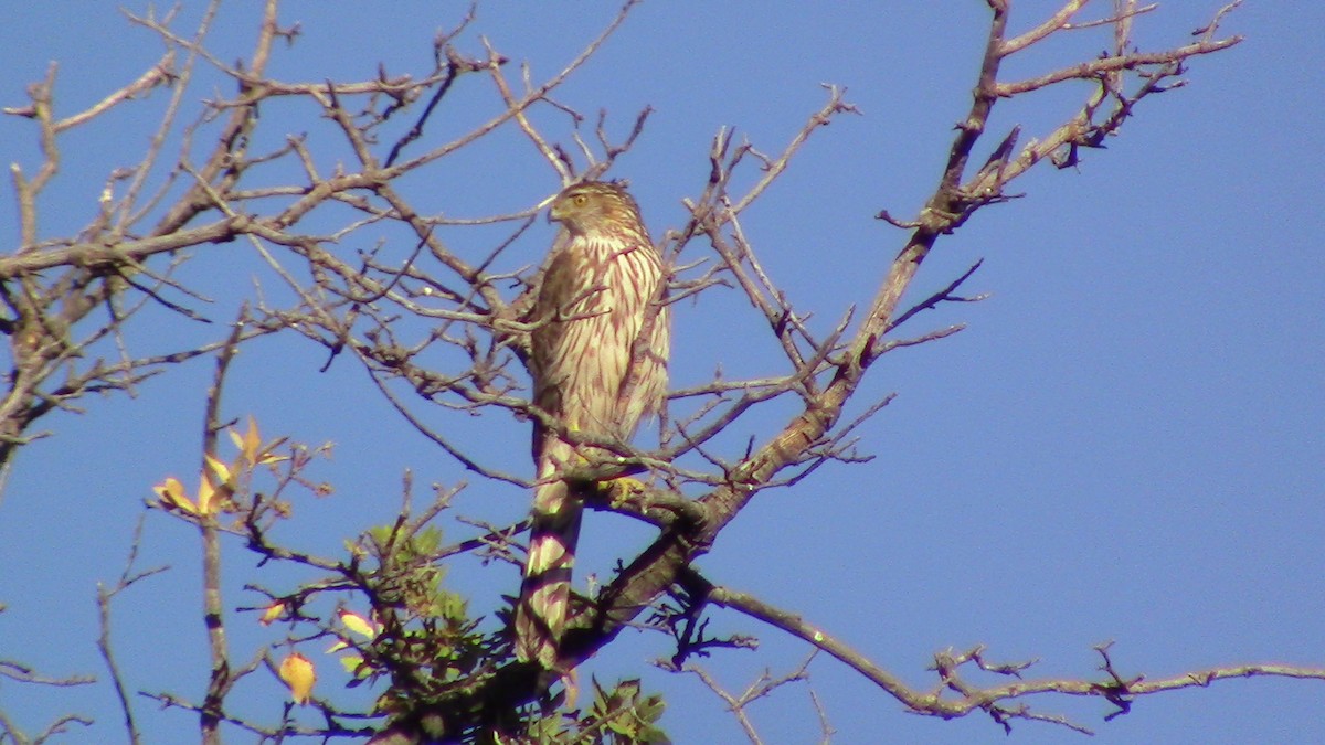 Cooper's Hawk - ML620278823