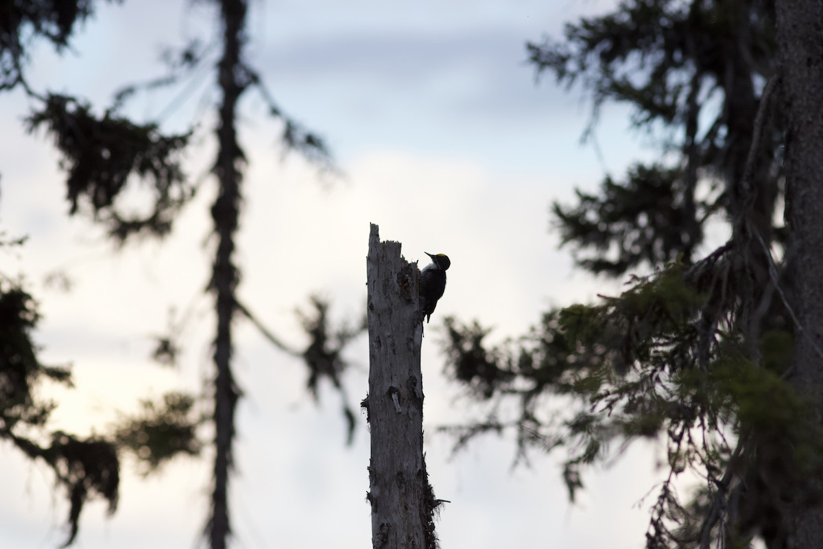 Black-backed Woodpecker - François-Xavier Grandmont