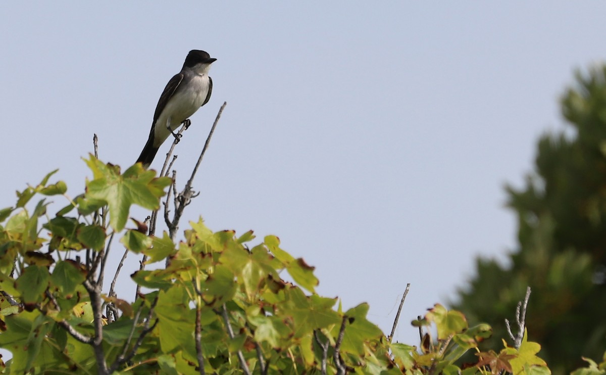 Eastern Kingbird - ML620278833