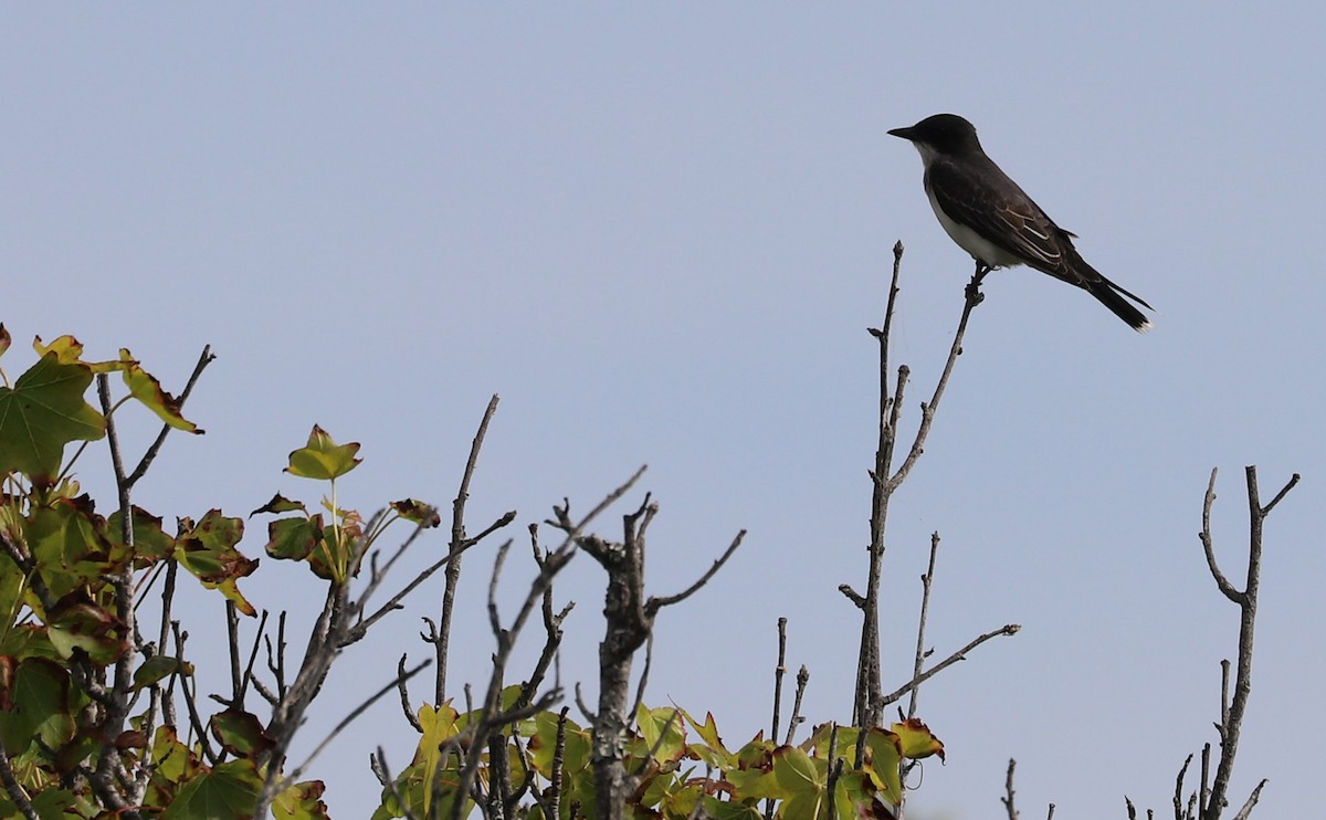 Eastern Kingbird - ML620278837