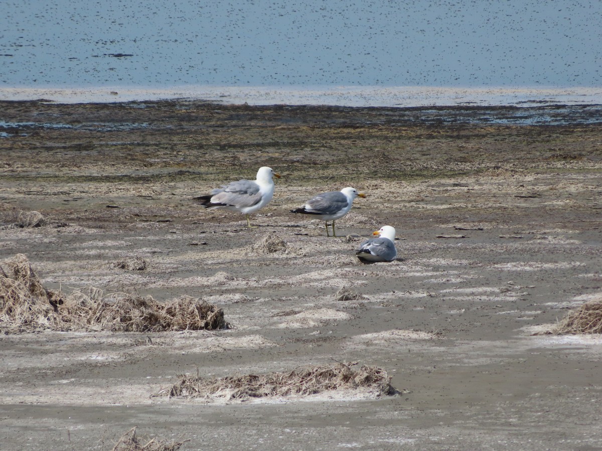California Gull - ML620278838