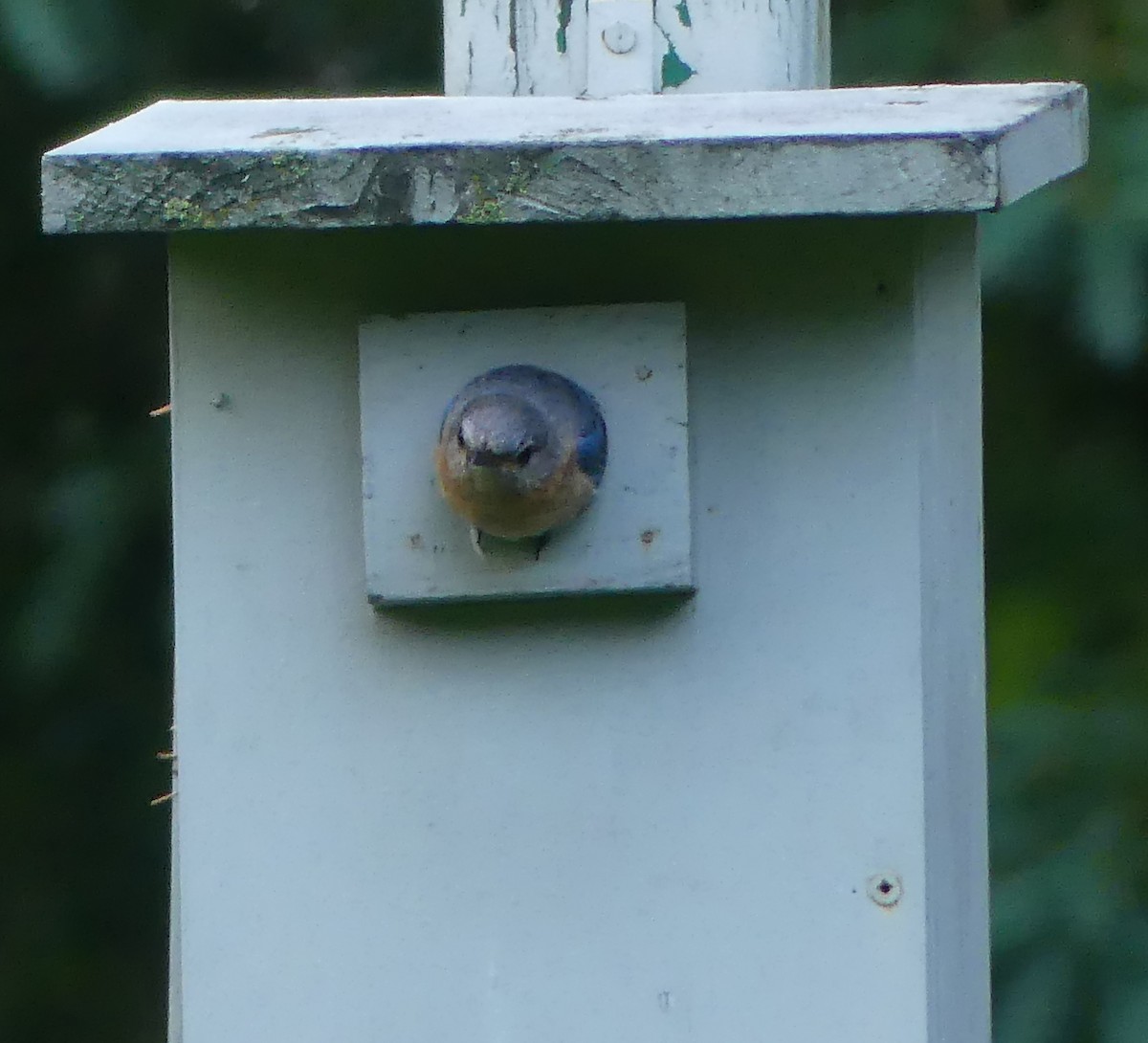 Eastern Bluebird - ML620278839