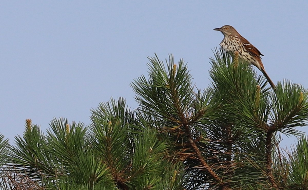 Brown Thrasher - ML620278852