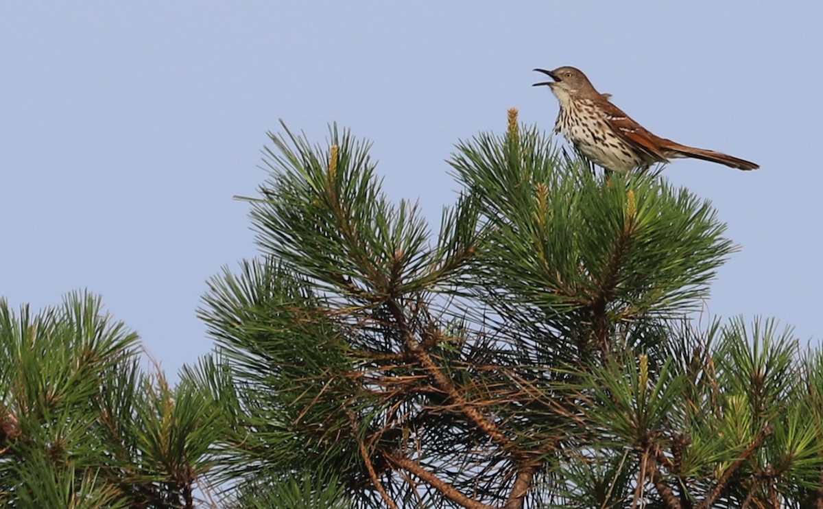 Brown Thrasher - ML620278853